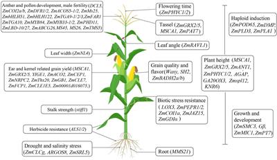 CRISPR-Cas technology opens a new era for the creation of novel maize germplasms